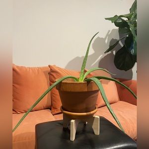 Aloe Plant in Medium Terra Cotta Pot - Available for shipping Jan 20 204